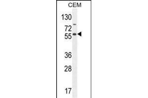 NFKBIL1 Antibody (Center) (ABIN654639 and ABIN2844336) western blot analysis in CEM cell line lysates (35 μg/lane). (NFKBIL1 抗体  (AA 256-285))