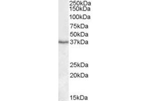 ABIN361191 (1µg/ml) staining of Human Liver lysate (35µg protein in RIPA buffer). (PON1 抗体  (Internal Region))