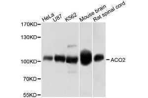 Western blot analysis of extracts of various cell lines, using ACO2 antibody. (ACO2 抗体  (AA 501-780))