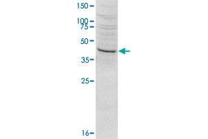 Western blot was performed on HeLa nuclear extract (HeLa NE, 20 ug) using SETD8 polyclonal antibody  at dilution 1 : 1000 in TBS-Tween + 5% skimmed milk. (SETD8 抗体  (N-Term))