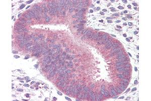 Anti-14-3-3 antibody IHC of human uterus. (14-3-3 theta 抗体  (C-Term))