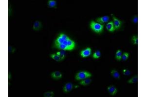 Immunofluorescence staining of A549 cells with ABIN7146518 at 1:100, counter-stained with DAPI.