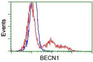 Image no. 2 for anti-Beclin 1, Autophagy Related (BECN1) antibody (ABIN1496870) (Beclin 1 抗体)