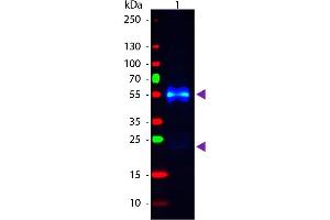 Western Blotting (WB) image for Donkey anti-Rabbit IgG (Heavy & Light Chain) antibody (FITC) (ABIN101947)