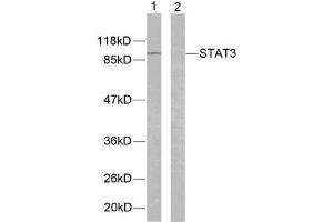 Western blot analysis of extracts from K562 cells using STAT3 (Ab-705) antibody (E021045). (STAT3 抗体)