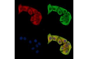 ABIN7096802 and ABIN7100868 staining Hela cells by IF/ICC.