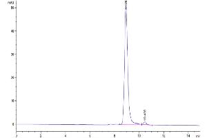 The purity of Human LILRB4 Domain 1 is greater than 95 % as determined by SEC-HPLC.
