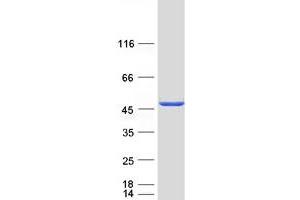 Western Blotting (WB) image for Proteasome (Prosome, Macropain) 26S Subunit, Non-ATPase, 11 (PSMD11) protein (Myc-DYKDDDDK Tag) (ABIN2729976)