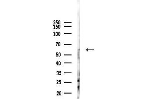 anti-Glycerol Kinase 5 (Putative) (GK5) antibody