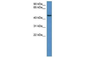 HAUS8 antibody used at 0. (NYS48/HAUS8 抗体  (N-Term))
