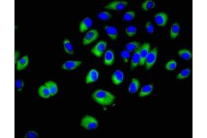Immunofluorescent analysis of A549 cells using ABIN7143272 at dilution of 1:100 and Alexa Fluor 488-congugated AffiniPure Goat Anti-Rabbit IgG(H+L) (Crk 抗体  (AA 40-196))