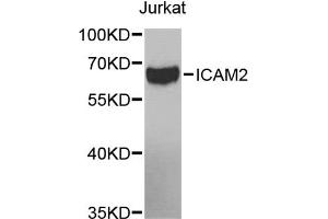 Western blot analysis of extracts of Jurkat cells, using ICAM2 antibody (ABIN5971070) at 1/1000 dilution. (ICAM2 抗体)