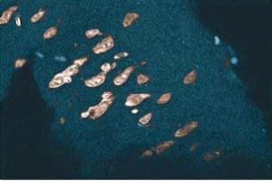 Immunohistochemical staining of a rabbit cerebrum section. (Annexin a1 抗体  (AA 1-346))