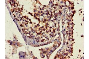 Immunohistochemistry of paraffin-embedded human testis tissue using ABIN7151350 at dilution of 1:100 (ART3 抗体  (AA 279-352))