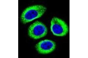 Immunofluorescence (IF) image for anti-Low Density Lipoprotein Receptor-Related Protein 12 (LRP12) (AA 642-671), (C-Term) antibody (ABIN953208)