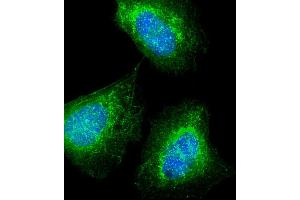 Immunofluorescent analysis of 4 % paraformaldehyde-fixed, 0. (MKRN2 抗体)