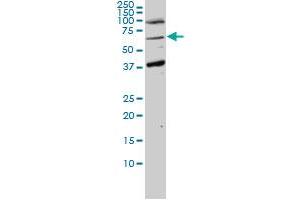 ASPSCR1 monoclonal antibody (M01), clone 3D10-1D11 Western Blot analysis of ASPSCR1 expression in Hela NE (ASPSCR1 抗体  (AA 1-553))