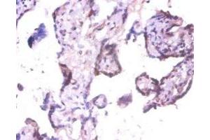 Immunohistochemistry of paraffin-embedded human placenta tissue using ABIN7152313 at dilution of 1:100 (EXTL3 抗体  (AA 2-245))