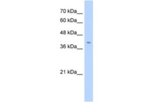 Western Blotting (WB) image for anti-Fibronectin Type III Domain Containing 3B (FNDC3B) antibody (ABIN2463291) (FNDC3B 抗体)