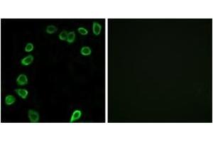 Immunofluorescence (IF) image for anti-Laminin, alpha 4 (LAMa4) (AA 481-530) antibody (ABIN2890001) (LAMa4 抗体  (AA 481-530))