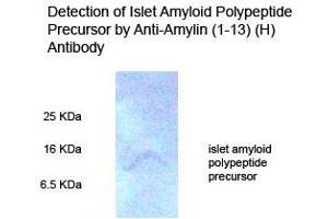 Rat pancreas tissue homogenate on 15 % Tricine_PAGE (reduce condition) Primary Antibody 1:500 (Amylin/DAP 抗体  (AA 1-13))