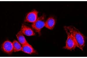 IF analysis of RPL29 using anti-RPL29 antibody (ABIN7600993). (RPL29 抗体  (AA 27-153))