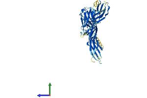 Protein Structure (PS) image for Butyrophilin-Like 2 (MHC Class II Associated) (BTNL2) (AA 1-454) protein (His tag) (ABIN7562541)