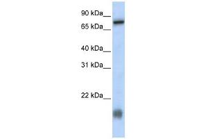 C21ORF13 antibody used at 1 ug/ml to detect target protein. (LCA5L 抗体  (N-Term))