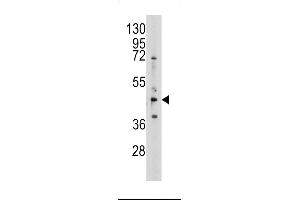 Western blot analysis of anti-AHCY Pab (ABIN389201 and ABIN2839361) in 293 cell line lysates (35 μg/lane). (AHCY 抗体  (N-Term))