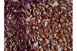 IHC image of ABIN7158264 diluted at 1:400 and staining in paraffin-embedded human tonsil tissue performed on a Leica BondTM system. (LILRB1 抗体  (AA 483-650))