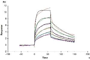 Surface Plasmon Resonance (SPR) image for CD209 (CD209) (AA 59-404) protein (His tag) (ABIN7275586)