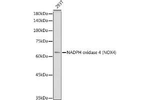 NADPH Oxidase 4 抗体  (AA 328-578)