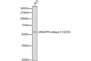 Western blot analysis of extracts of 293T cells, using NADPH oxidase 4 (NOX4) antibody (ABIN6128328, ABIN6144752, ABIN6144753 and ABIN6215143) at 1:1000 dilution. (NADPH Oxidase 4 抗体  (AA 328-578))