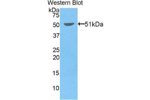 Western Blotting (WB) image for anti-Kinesin Family Member 5A (KIF5A) (AA 2-211) antibody (ABIN1859530)