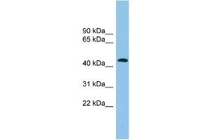 Western Blotting (WB) image for anti-ARP1 Actin-Related Protein 1 Homolog B, Centractin beta (ACTR1B) (Middle Region) antibody (ABIN2784772)