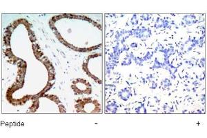 Image no. 1 for anti-14-3-3 zeta (YWHAZ) (Ser58) antibody (ABIN197404) (14-3-3 zeta 抗体  (Ser58))