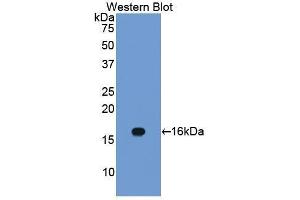 Western Blotting (WB) image for anti-Caveolin 1, Caveolae Protein, 22kDa (CAV1) (AA 2-104) antibody (ABIN1858266) (Caveolin-1 抗体  (AA 2-104))