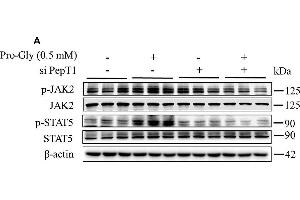 Western Blotting (WB) image for anti-Actin, beta (ACTB) (AA 1-50) antibody (ABIN724340)