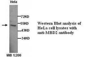 Image no. 1 for anti-Methyl-CpG Binding Domain Protein 2 (MBD2) antibody (ABIN790915) (MBD2 抗体)