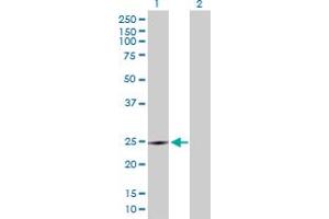 Western Blot analysis of CRK expression in transfected 293T cell line by CRK MaxPab polyclonal antibody. (Crk 抗体  (AA 1-204))