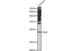 Western blot analysis of extracts of Rat brain, using IL18 antibody (ABIN7267992) at 1:1000 dilution. (IL-18 抗体)