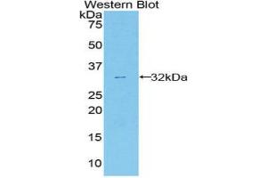 Western Blotting (WB) image for anti-Annexin A6 (ANXA6) (AA 251-504) antibody (ABIN1858033) (ANXA6 抗体  (AA 251-504))