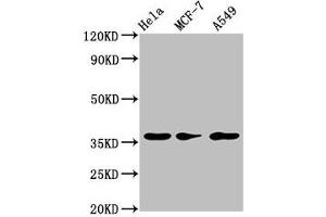 Western Blot Positive WB detected in: Hela whole cell lysate, MCF-7 whole cell lysate, A549 whole cell lysate All lanes: RCE1 antibody at 3. (RCE1/FACE2 抗体  (AA 133-185))