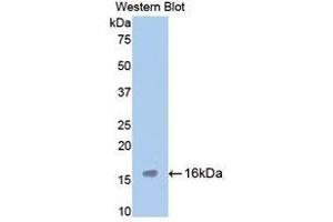 Western Blotting (WB) image for anti-Tryptase alpha/beta 1 (TPSAB1) (AA 149-273) antibody (ABIN1860850) (TPSAB1 抗体  (AA 149-273))