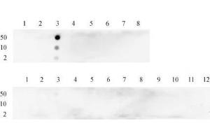 Histone H3K4me2 antibody (mAb) tested by dot blot analysis.