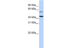 WB Suggested Anti-CMAS Antibody Titration:  0. (CMAS 抗体  (N-Term))