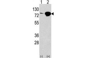 Western blot analysis of EIF4B antibody and 293 lysate transiently transfected with the EIF4B gene (2ug/lane). (EIF4B 抗体  (AA 353-382))