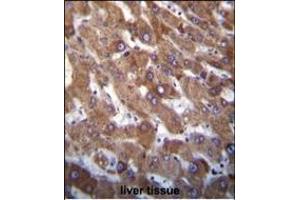 Hrk BH3 Domain Antibody (ABIN388104 and ABIN2846212) immunohistochemistry analysis in formalin fixed and paraffin embedded human liver tissue followed by peroxidase conjugation of the secondary antibody and DAB staining. (HRK 抗体  (AA 15-50))