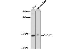 Western blot analysis of extracts of various cell lines, using CHCHD1 antibody (ABIN7266447) at 1000 dilution. (CHCHD1 抗体  (AA 1-118))