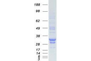 Western Blotting (WB) image for Peroxiredoxin 3 (PRDX3) (Transcript Variant 1) protein (Myc-DYKDDDDK Tag) (ABIN2728705)